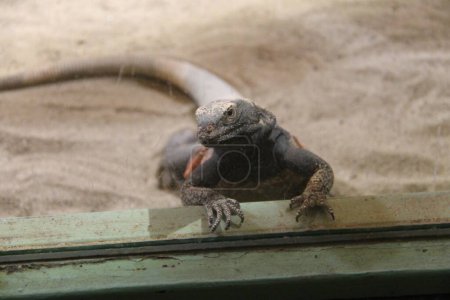 Photo for Sauromalus ater, also known as the common chuckwalla - Royalty Free Image