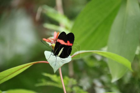 Heliconius melpomene or Postman Butterfly on a flower