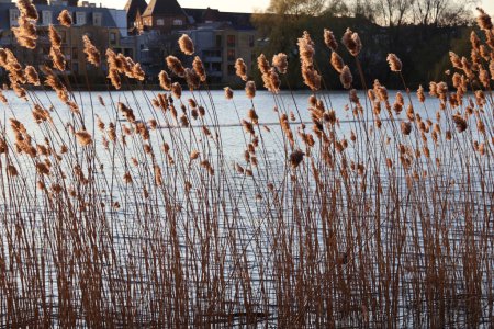 reed by the lake in Copenhagen, Denmark