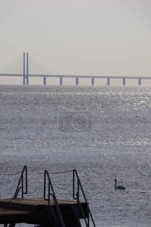 Schwan vor der Öresundbrücke von Kopenhagen nach Malmö, Schweden