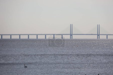 Cisne frente al puente de Oresund de Copenhague a Malmo, Suecia