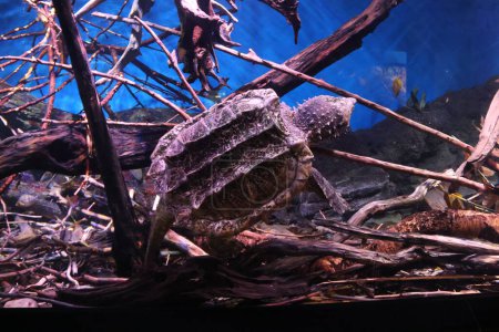 La tortuga caimán chasquido (Macrochelys temminckii)