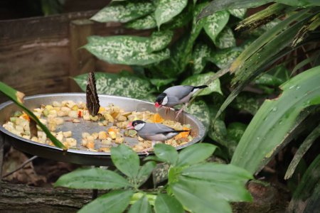 The Java sparrows (Padda oryzivora) eating fruit from a ball
