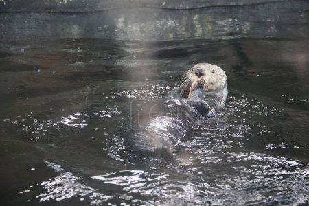 The sea otter (Enhydra lutris) eating