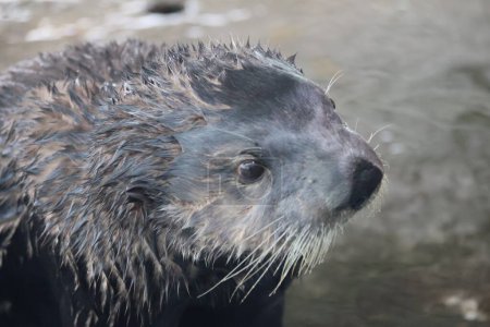 The sea otter (Enhydra lutris)
