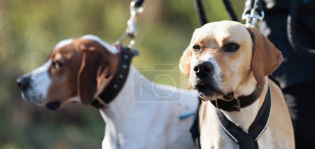 Canicross, Bikejoring.Zwei Hunde Labrador Retriever Mushingrennen, schneller Schlittenhundetransport mit Hundemusher, Herbstwettbewerb im Wald, Schlittenhundesport-Meisterschaft