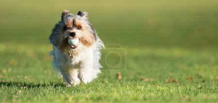 Foto de Biewer Yorkshire Terrier corriendo en la hierba y en la boca tiene pelota de golf. Cachorro divertido jugando con juguete de perro - Imagen libre de derechos