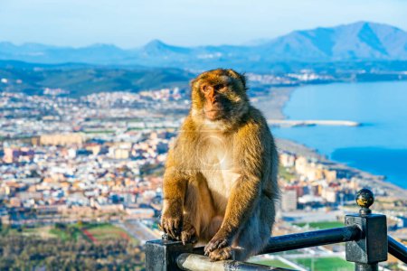 Barbary Macaque (Macaca Sylvanus) ape, Gibraltar, Reino Unido. Enfoque selectivo