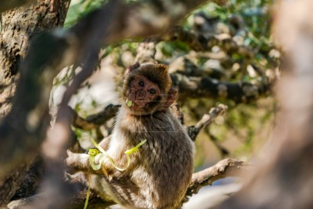 Bebé Berbería Macaco (Macaca Sylvanus) mono. Gibraltar, Reino Unido. Enfoque selectivo