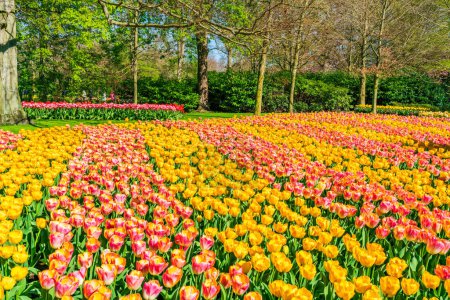Hermoso jardín Keukenhof con tulipanes florecientes, Holanda. Enfoque selectivo