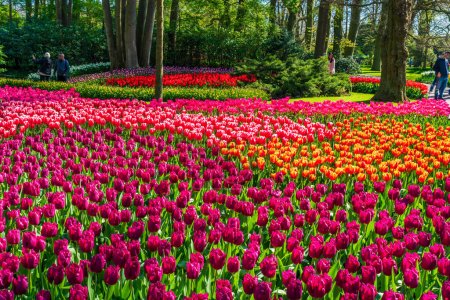 Foto de LISSE, HOLANDA - 19 DE ABRIL DE 2023: Tulipanes florecientes en Keukenhof Park, uno de los jardines de flores más grandes del mundo y una atracción turística popular en todo el mundo. - Imagen libre de derechos