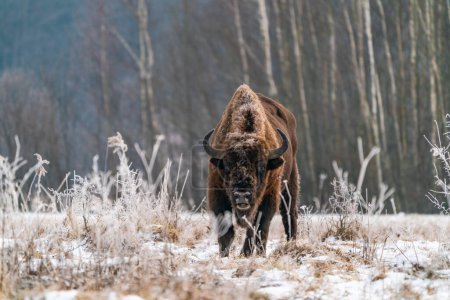 Téléchargez les photos : Bison d'Europe (Bison bonasus) en hiver Forêt de Bialowieza, Pologne - en image libre de droit