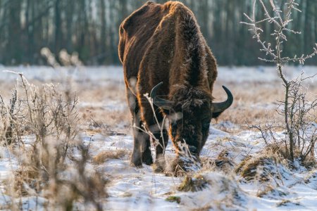 Bisons (Bison bonasus) im Winter im Bialowieza-Wald, Polen