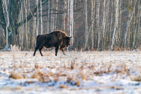 Bisons (Bison bonasus) im Winter im Bialowieza-Wald, Polen