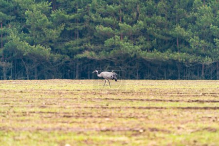 Common Crane (Grus grus) in Bialowieza park, poland