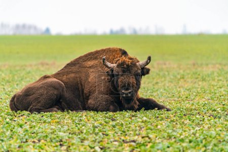 Téléchargez les photos : Bison d'Europe (Bison bonasus) en hiver Forêt de Bialowieza, Pologne - en image libre de droit