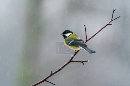 Photo for Great tit (Parus major) in Bialowieza forest, Poland - selective focus - Royalty Free Image