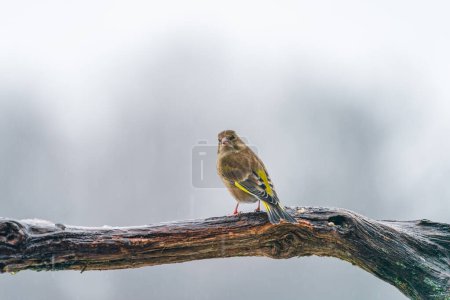 European greenfinch female (Chloris chloris) in Bialowieza forest, Poland - selective focus