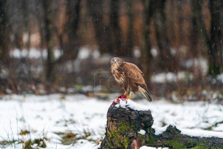 Téléchargez les photos : Buse commune (Buteo buteo) en hiver Forêt de Bialowieza, Pologne. Concentration sélective - en image libre de droit