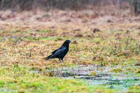 Téléchargez les photos : Corbeau (Corvus corax) dans la forêt de Bialowieza, Pologne. Concentration sélective - en image libre de droit