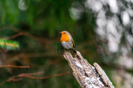 Téléchargez les photos : Robin (Erithacus rubecula) dans la forêt de Bialowieza - focus sélectif - en image libre de droit