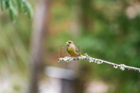 European greenfinch male (Chloris chloris) in Bialowieza forest, Poland - selective focus