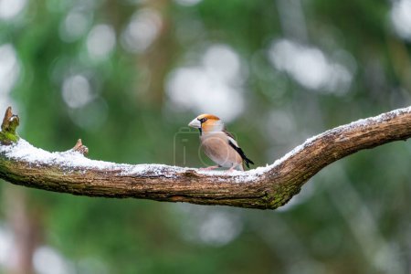 Hawfinch (Coccothraustes coccothraustes) in Bialowieza park, Poland. Selective focus
