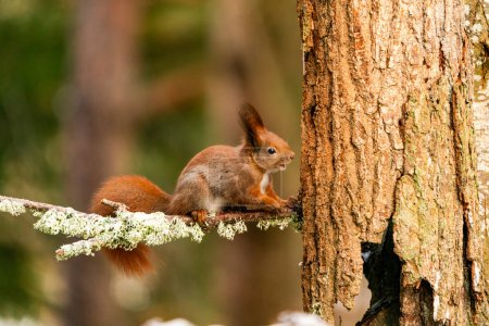Écureuil roux (Sciurus vulgaris) dans la forêt de Bialowieza, Pologne - orientation sélective