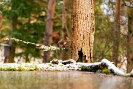 Red Squirrel (Sciurus vulgaris) in Bialowieza forest, Poland - selective focus