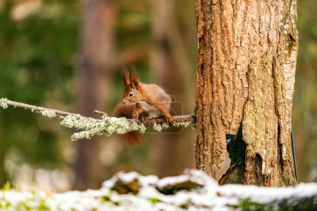 Écureuil roux (Sciurus vulgaris) dans la forêt de Bialowieza, Pologne - orientation sélective