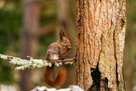Rotes Eichhörnchen (Sciurus vulgaris) im Bialowieza-Wald, Polen - selektiver Fokus