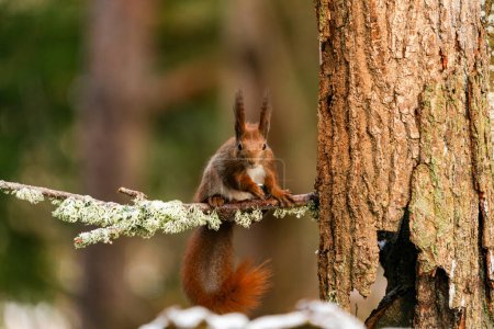 Téléchargez les photos : Écureuil roux (Sciurus vulgaris) dans la forêt de Bialowieza, Pologne - orientation sélective - en image libre de droit