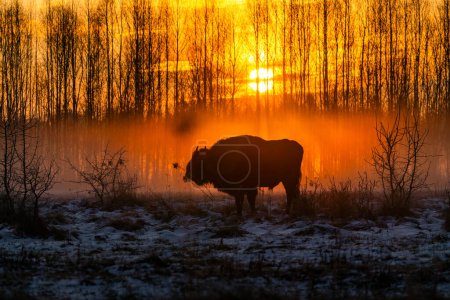 Silhouette eines Bisons (Bison bonasus) gegen aufgehende Sonne im nebligen, winterlichen Bialowieza-Wald, Polen