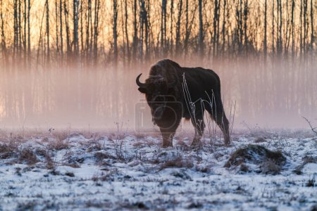 Bisons (Bison bonasus) gegen aufgehende Sonne im nebligen, winterlichen Bialowieza-Wald, Polen