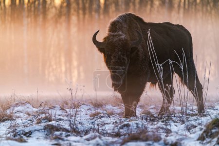 Bisons (Bison bonasus) stehen im Morgengrauen im Bialowieza-Wald in Polen im Nebel