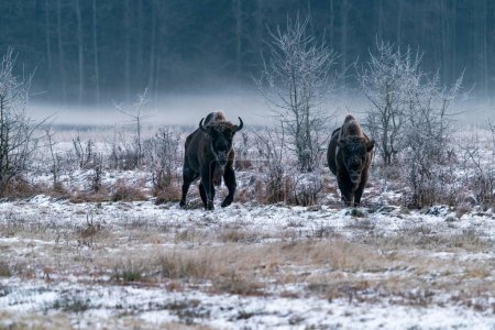 Bisons (Bison bonasus) im nebligen Bialowieza-Wald im Morgengrauen, Polen