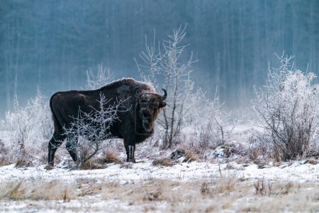 Bisons (Bison bonasus) im Bialowieza-Wald im Morgengrauen, Polen