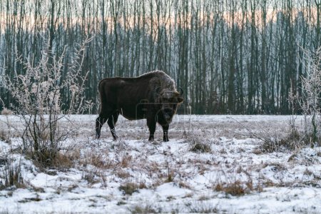 Téléchargez les photos : Bison d'Europe (Bison bonasus) en hiver Forêt de Bialowieza à l'aube, Pologne - en image libre de droit