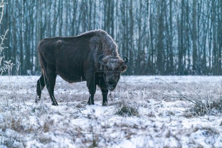 Téléchargez les photos : Bison d'Europe (Bison bonasus) en hiver Forêt de Bialowieza à l'aube, Pologne - en image libre de droit