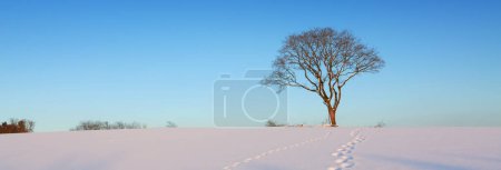 Téléchargez les photos : Paysage hivernal avec neige couverte d'arbres et ciel bleu. - en image libre de droit