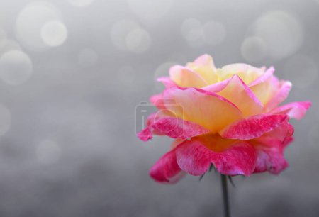 Foto de Rosa y rosa amarilla con gotas de agua. Rosa híbrida multicolor brillante amarillo y rosa. - Imagen libre de derechos