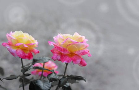 Foto de Coral rose flowers isolated on gray. - Imagen libre de derechos