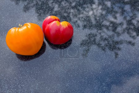 Foto de Two tomatoes in shape of heart isolated . - Imagen libre de derechos