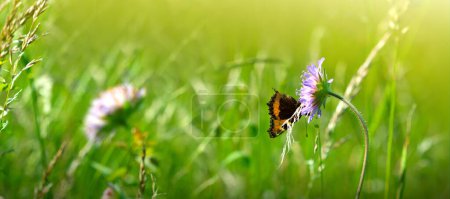 Téléchargez les photos : Papillon sur une fleur de printemps parmi les champs . - en image libre de droit