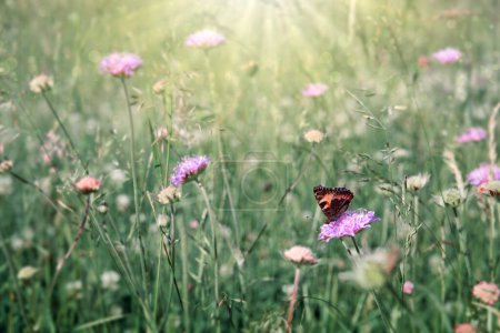 Foto de Mariposa en una flor de primavera entre el campo . - Imagen libre de derechos