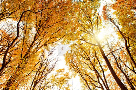 Téléchargez les photos : Beautiful autumn forest background with sun rays. - en image libre de droit
