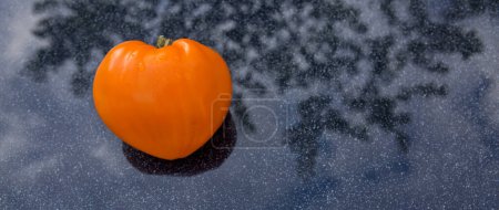 Téléchargez les photos : Yellow tomato in shape of heart on gray background - en image libre de droit
