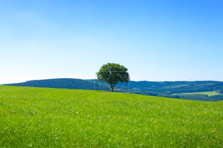 Photo for Lonely green old tree in the summer field. - Royalty Free Image