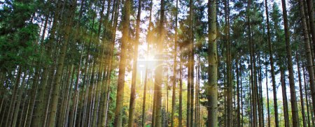 Foto de Beautiful forest background with sun rays. - Imagen libre de derechos