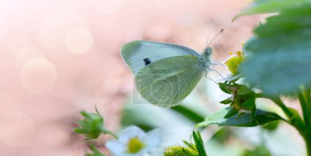 Téléchargez les photos : Beautiful butterfly on a bright strawberry plant close up. - en image libre de droit